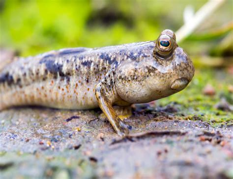 where to buy mudskippers.